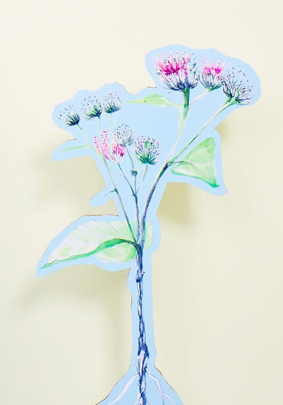 Lumi Accessories