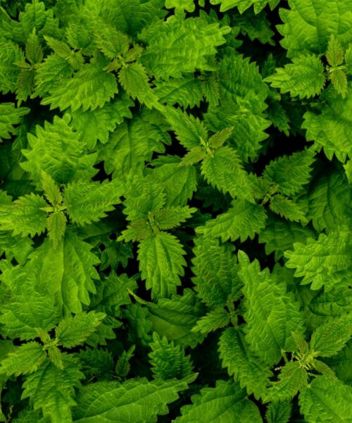 LUMI Aamu Scent + Skincare series features Nettle, one of the most potent early springtime herbs.