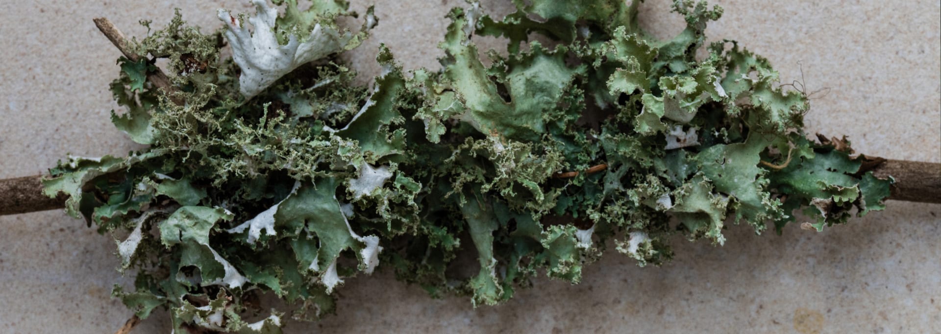LUMI Ruska scent + skincare products contain lichen
