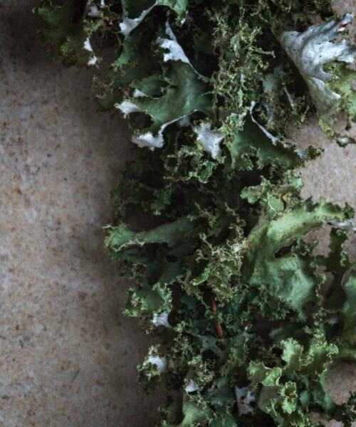 LUMI Ruska scent features lichen