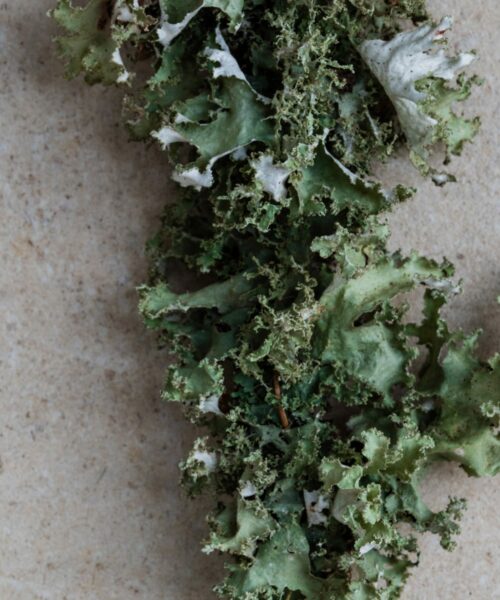 LUMI Ruska scent features lichen